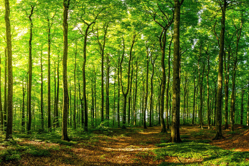 Green Beech Forest 1