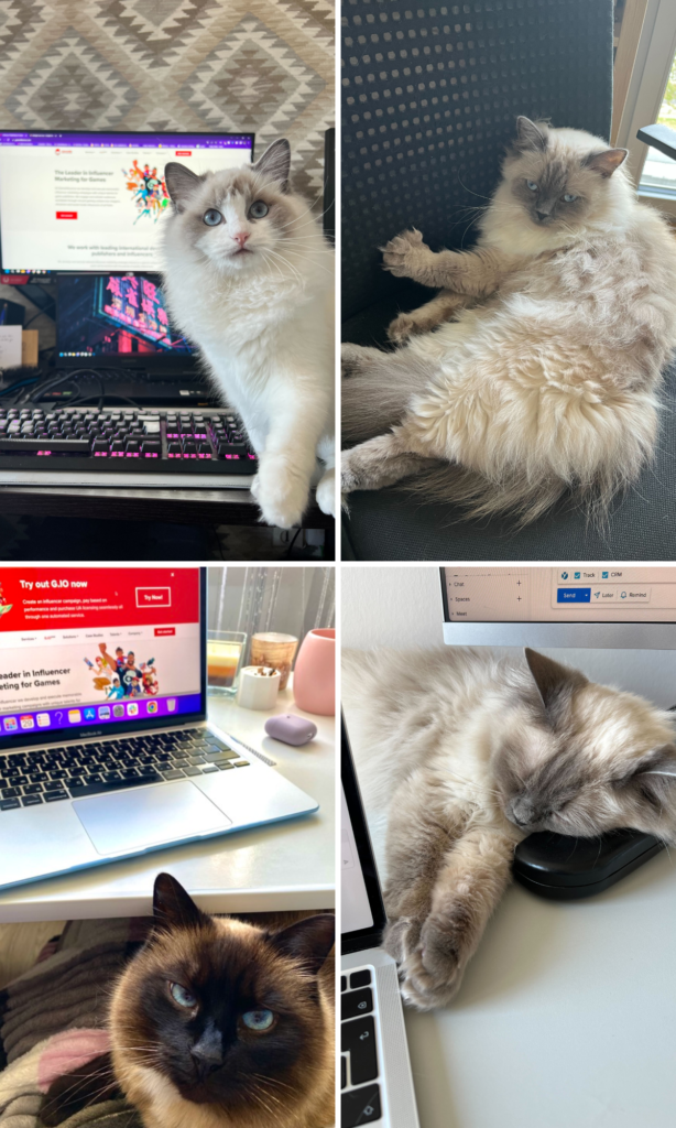 Cats