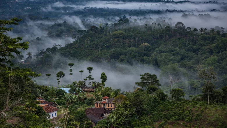 Indonesia Forest Feature